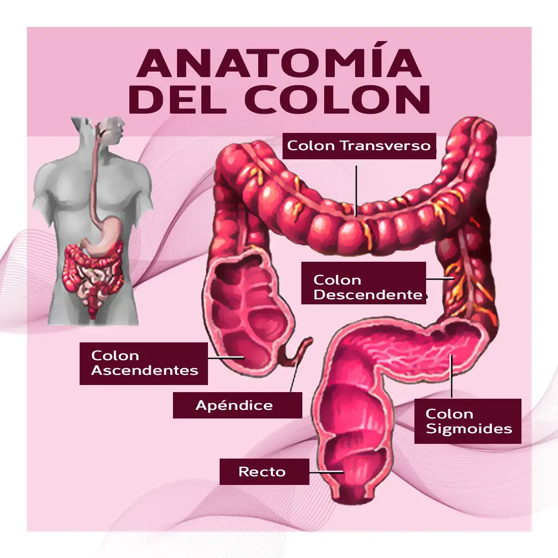 anatomía del colon ( colon ascendente, colon transverso, colon descendente, colon sigmoides, apéndice, recto).