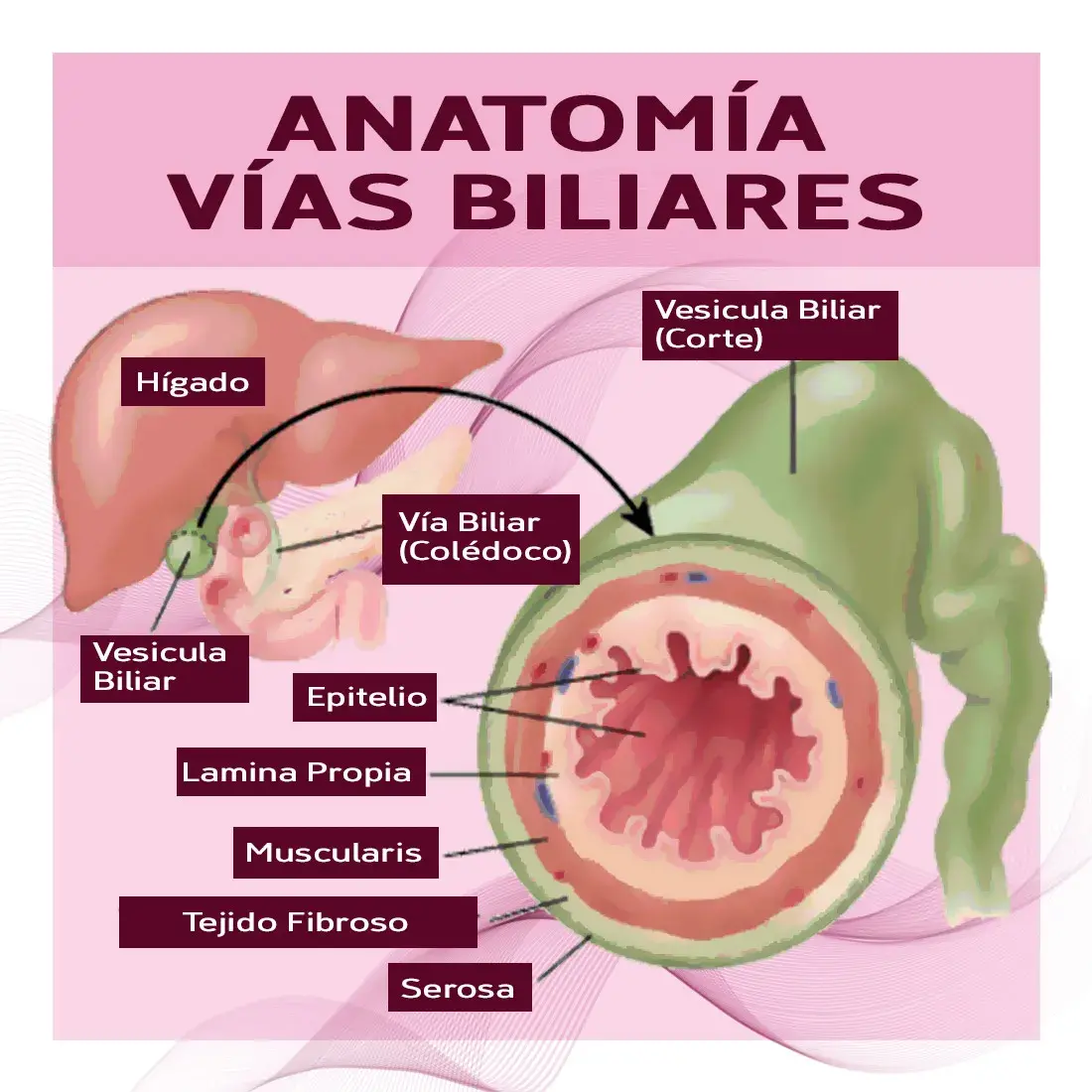 Anatomía de las vías biliares (vesícula biliar, vía biliar, epitelio, lamina propia, muscularis, tejido fibroso, serosa)